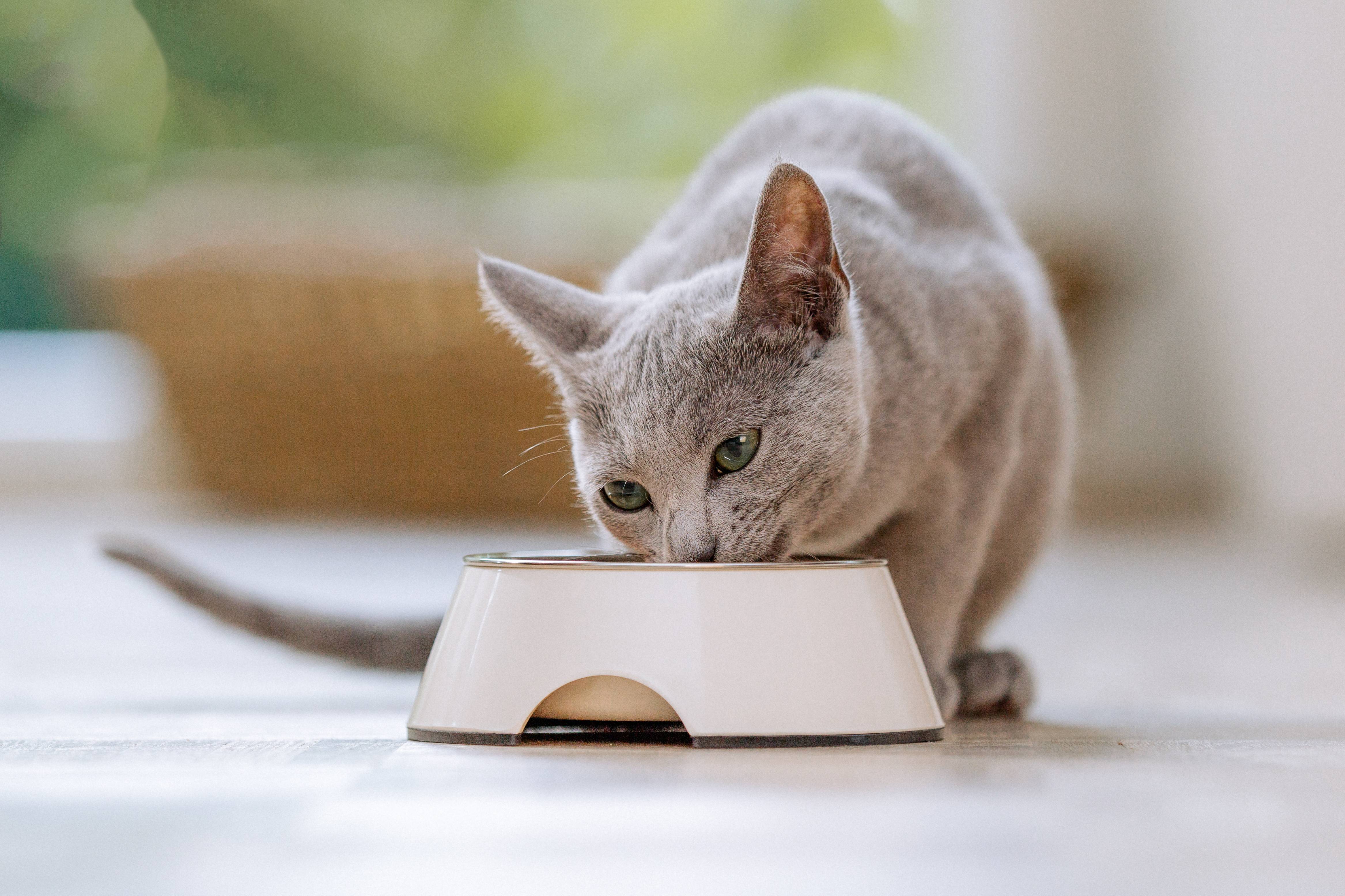 Grey cat eating from a white pet food bowl on a light floor.