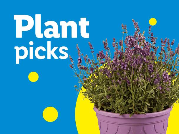 Potted lavender plant with text 'Plant picks' on a blue and yellow background.