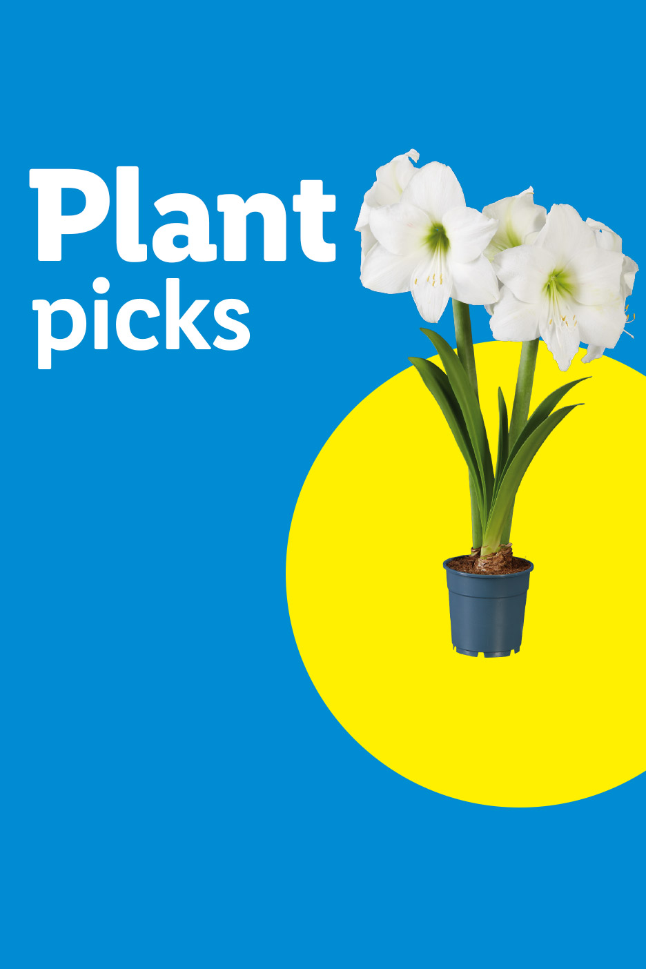 White amaryllis plant in a blue pot on a yellow and blue background with text Plant picks.