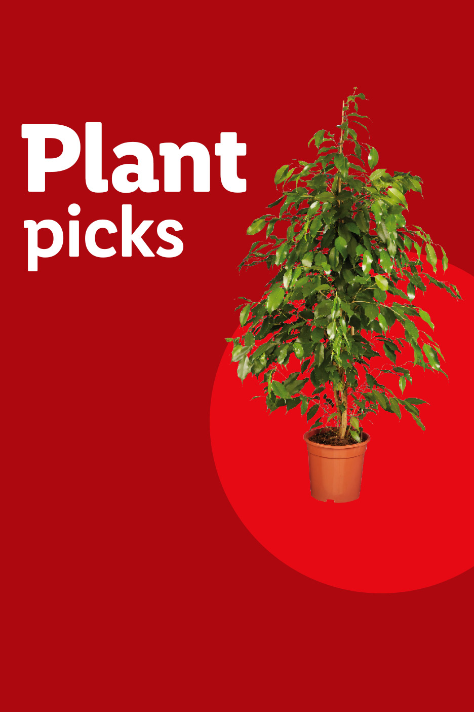 A potted green plant on a red background with the text 'Plant picks'.