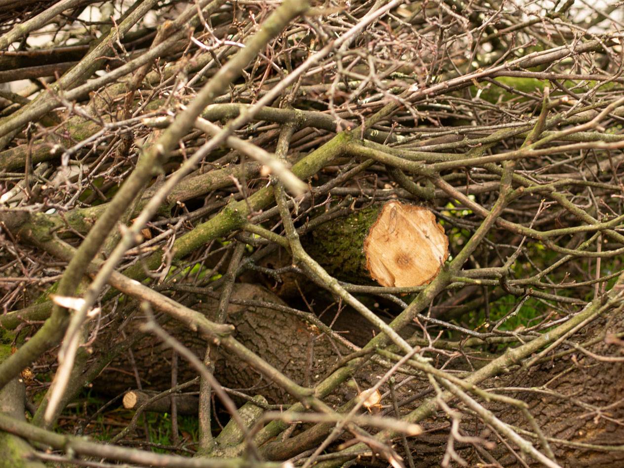 Pile of branches and firewood.