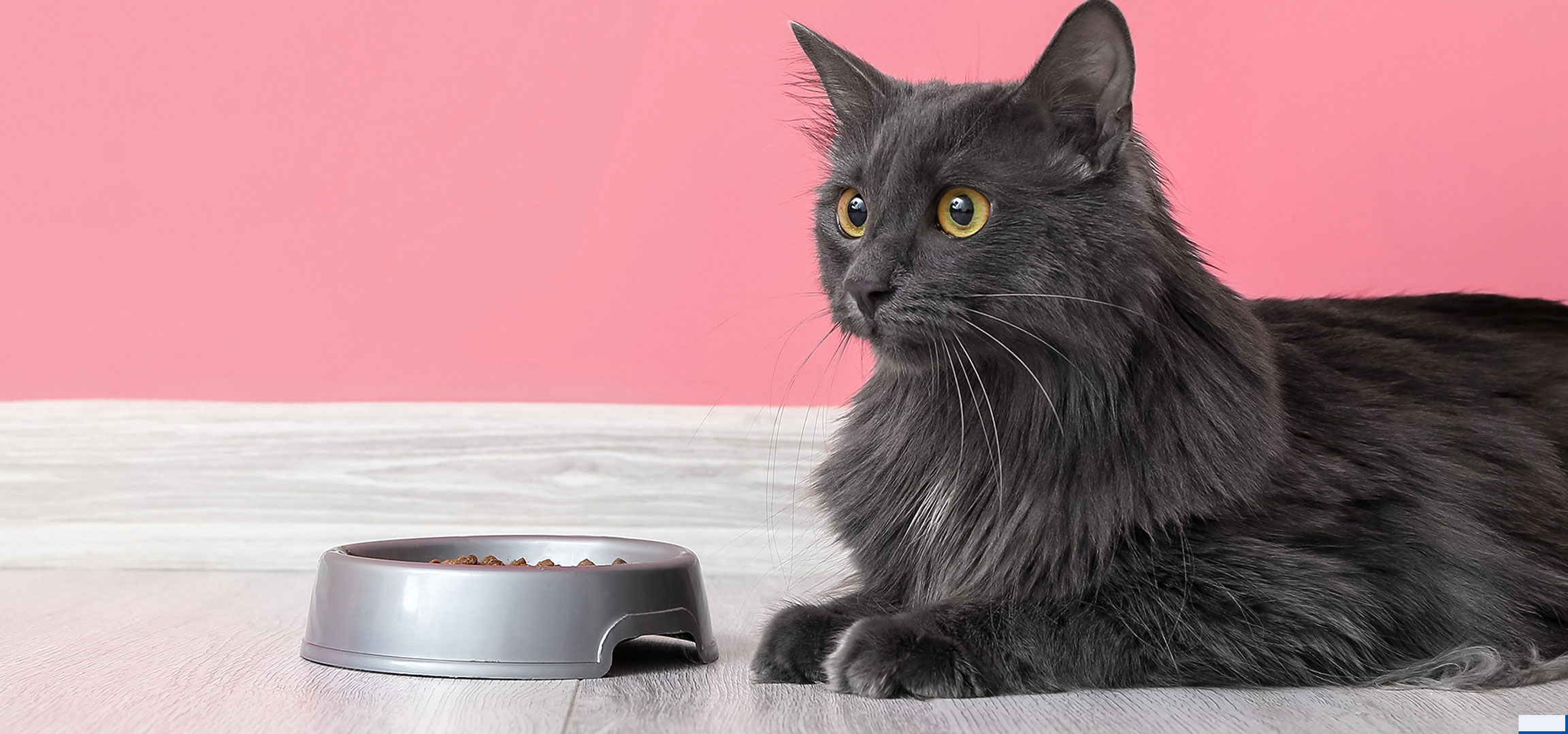 aiLabeling.aiLabelForImageAltText: Grey cat with food bowl on wooden floor and pink background