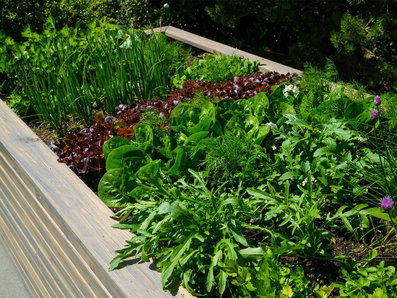Lettuce, herbs, and onions in a raised garden bed.