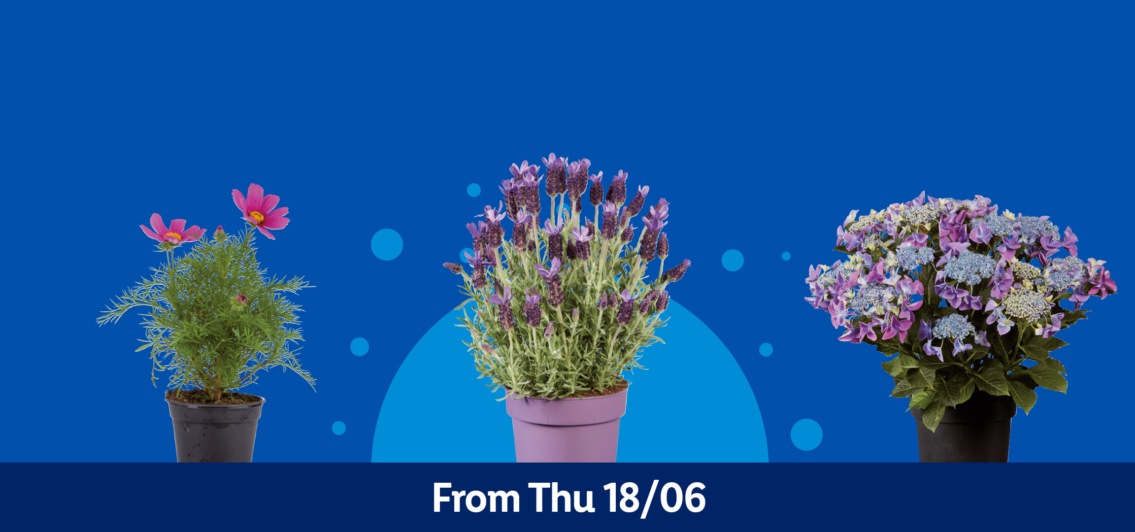 Potted plants including calla lily, lavender, hydrangea, and cosmos. From Thu 18/06.